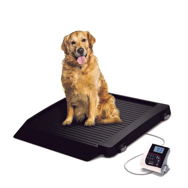 A Golden Retriever sits on a black digital scale. The scale's display, connected by a cord, shows a numeric reading, reminiscent of advanced industrial scales. The dog faces forward with its tongue out, and the background is plain white.