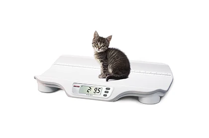 A small kitten sits on a baby scale, which displays a weight of 2.95 pounds. The scale, known for its reliable weighing solutions, has a digital readout and is white in color. The kitten is looking directly at the camera.